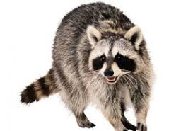Racoon